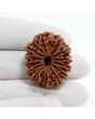 13 Mukhi Rudraksha (Nepal) 30.29 M.M.