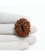 13 Mukhi Rudraksha (Nepal) 30.29 M.M.