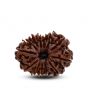 13 Mukhi Rudraksha (Nepal) 29.51 M.M.