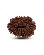13 Mukhi Rudraksha (Nepal) 29.51 M.M.