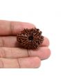 13 Mukhi Rudraksha (Nepal) 29.51 M.M.