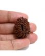 13 Mukhi Rudraksha (Nepal) 29.51 M.M.