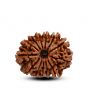 13 Mukhi Rudraksha (Nepal) 24.85 M.M.