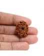 13 Mukhi Rudraksha (Nepal) 24.85 M.M.