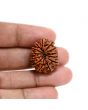 13 Mukhi Rudraksha (Nepal) 24.85 M.M.