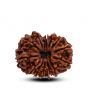 13 Mukhi Rudraksha (Nepal) 27.2 M.M.