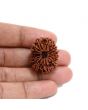 13 Mukhi Rudraksha (Nepal) 27.2 M.M.
