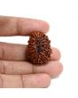 13 Mukhi Rudraksha (Nepal) 27.2 M.M.