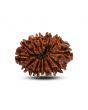 13 Mukhi Rudraksha (Nepal) 27.38 M.M.