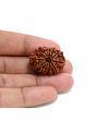 13 Mukhi Rudraksha (Nepal) 27.38 M.M.