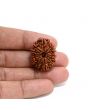 13 Mukhi Rudraksha (Nepal) 27.38 M.M.