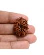 13 Mukhi Rudraksha (Nepal) 27.38 M.M.