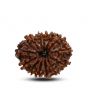 13 Mukhi Rudraksha (Nepal) 25.28 M.M.