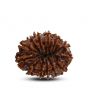 13 Mukhi Rudraksha (Nepal) 25.28 M.M.