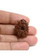 13 Mukhi Rudraksha (Nepal) 25.28 M.M.