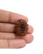 13 Mukhi Rudraksha (Nepal) 25.28 M.M.
