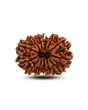 13 Mukhi Rudraksha (Nepal) 29.07 M.M.