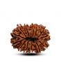 13 Mukhi Rudraksha (Nepal) 29.07 M.M.