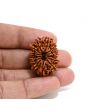 13 Mukhi Rudraksha (Nepal) 29.07 M.M.