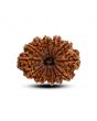 13 Mukhi Rudraksha (Nepal) 30.12 M.M.
