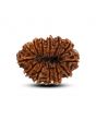 13 Mukhi Rudraksha (Nepal) 30.12 M.M.