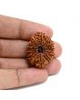 13 Mukhi Rudraksha (Nepal) 30.12 M.M.