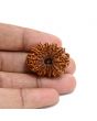 13 Mukhi Rudraksha (Nepal) 30.12 M.M.