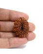 13 Mukhi Rudraksha (Nepal) 30.12 M.M.