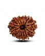 13 Mukhi Rudraksha (Nepal) 27.33 M.M.
