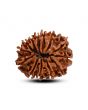 13 Mukhi Rudraksha (Nepal) 27.33 M.M.