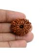 13 Mukhi Rudraksha (Nepal) 27.33 M.M.