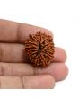 13 Mukhi Rudraksha (Nepal) 27.33 M.M.