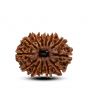 13 Mukhi Rudraksha (Nepal) 25.8 M.M.