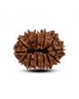 13 Mukhi Rudraksha (Nepal) 25.8 M.M.