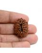 13 Mukhi Rudraksha (Nepal) 25.8 M.M.