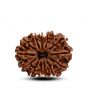 13 Mukhi Rudraksha (Nepal) 27.88 M.M.