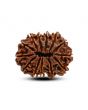 13 Mukhi Rudraksha (Nepal) 27.88 M.M.