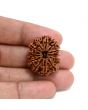 13 Mukhi Rudraksha (Nepal) 27.88 M.M.
