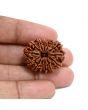 13 Mukhi Rudraksha (Nepal) 27.88 M.M.