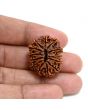 13 Mukhi Rudraksha (Nepal) 27.88 M.M.