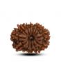 13 Mukhi Rudraksha (Nepal) 23.29 M.M.