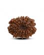 13 Mukhi Rudraksha (Nepal) 23.29 M.M.