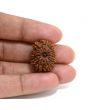 13 Mukhi Rudraksha (Nepal) 23.29 M.M.