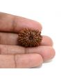 13 Mukhi Rudraksha (Nepal) 23.29 M.M.