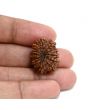 13 Mukhi Rudraksha (Nepal) 23.29 M.M.