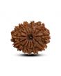13 Mukhi Rudraksha (Nepal) 22.94 M.M.