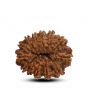13 Mukhi Rudraksha (Nepal) 22.94 M.M.