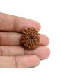 13 Mukhi Rudraksha (Nepal) 22.94 M.M.