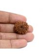 13 Mukhi Rudraksha (Nepal) 22.94 M.M.