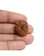 13 Mukhi Rudraksha (Nepal) 22.94 M.M.